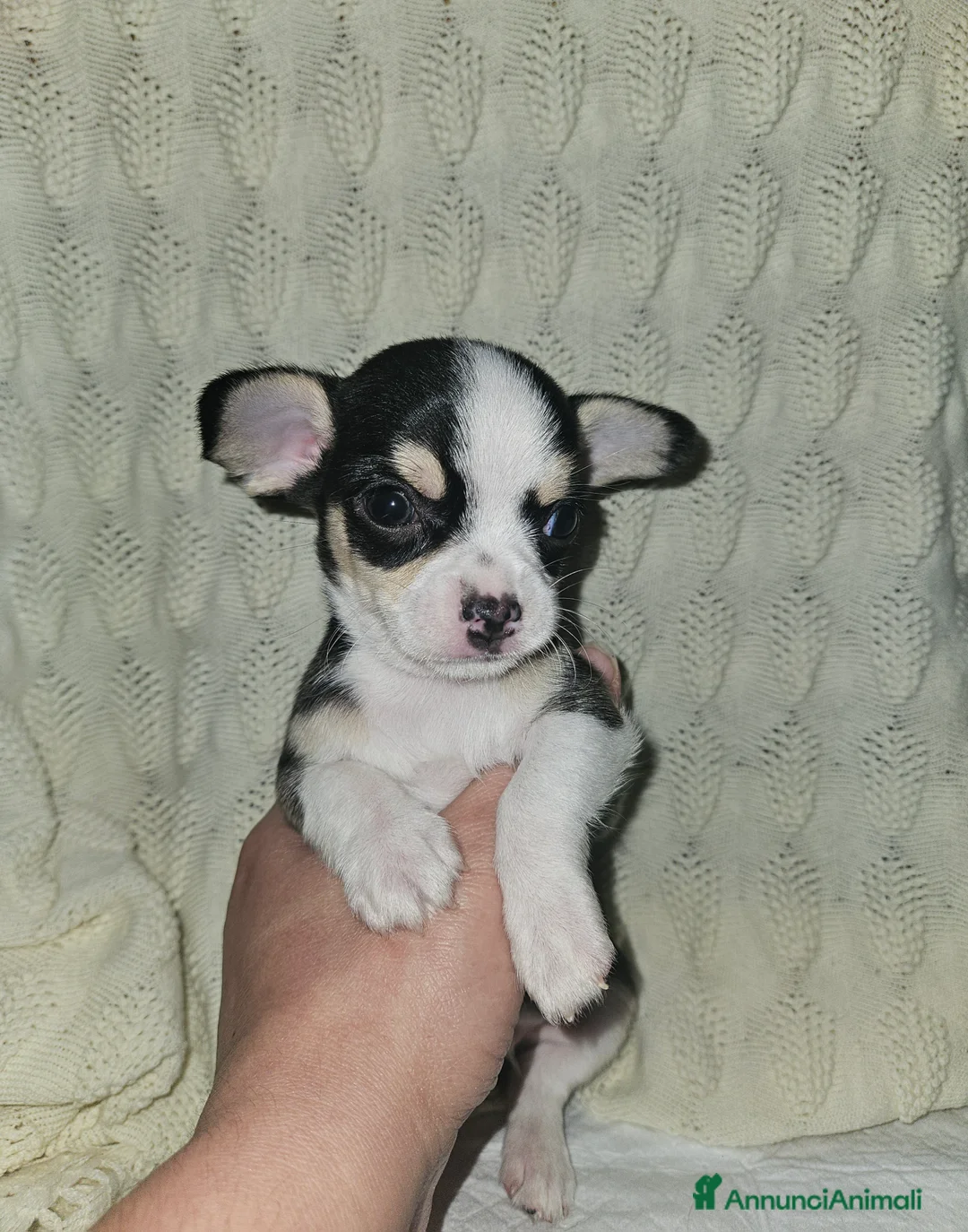 Chihuahua cani in vendita: Chihuahua mini - Annuncio 5