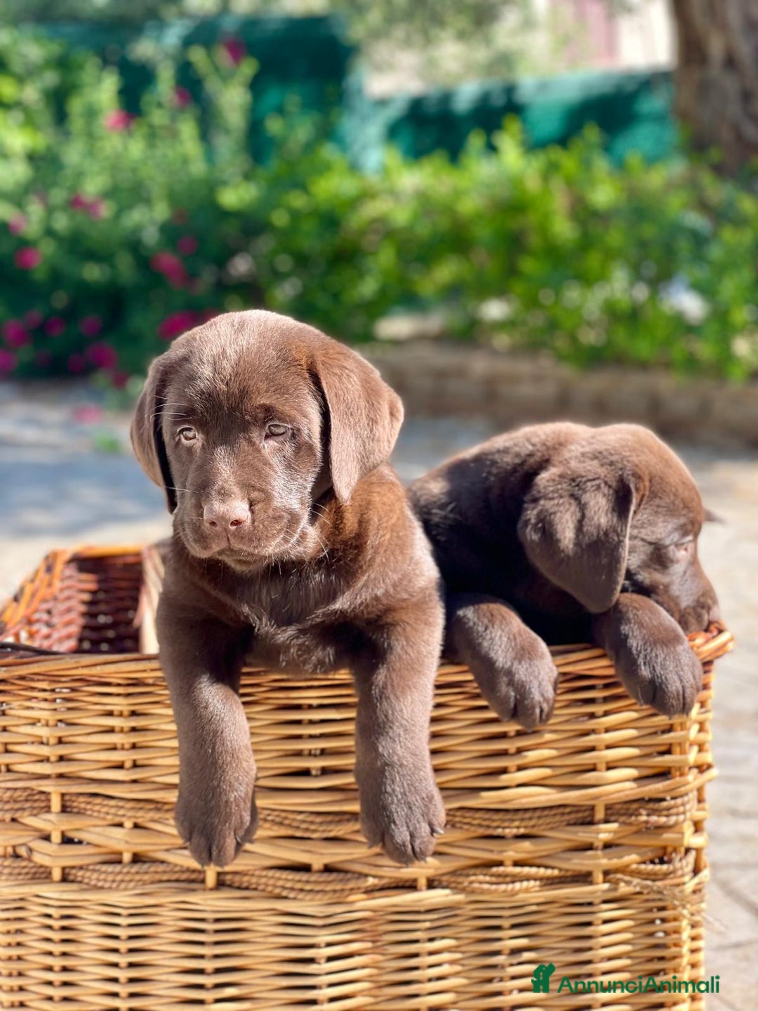 Labrador cani in vendita: Meraviglioso cucciolo di labrador chocolate puro a Città metropolitana di Palermo - Immagine 26
