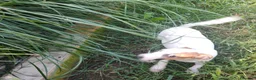 Jack Russell cani in vendita: Cuccioli jack Russell  - Annuncio 3