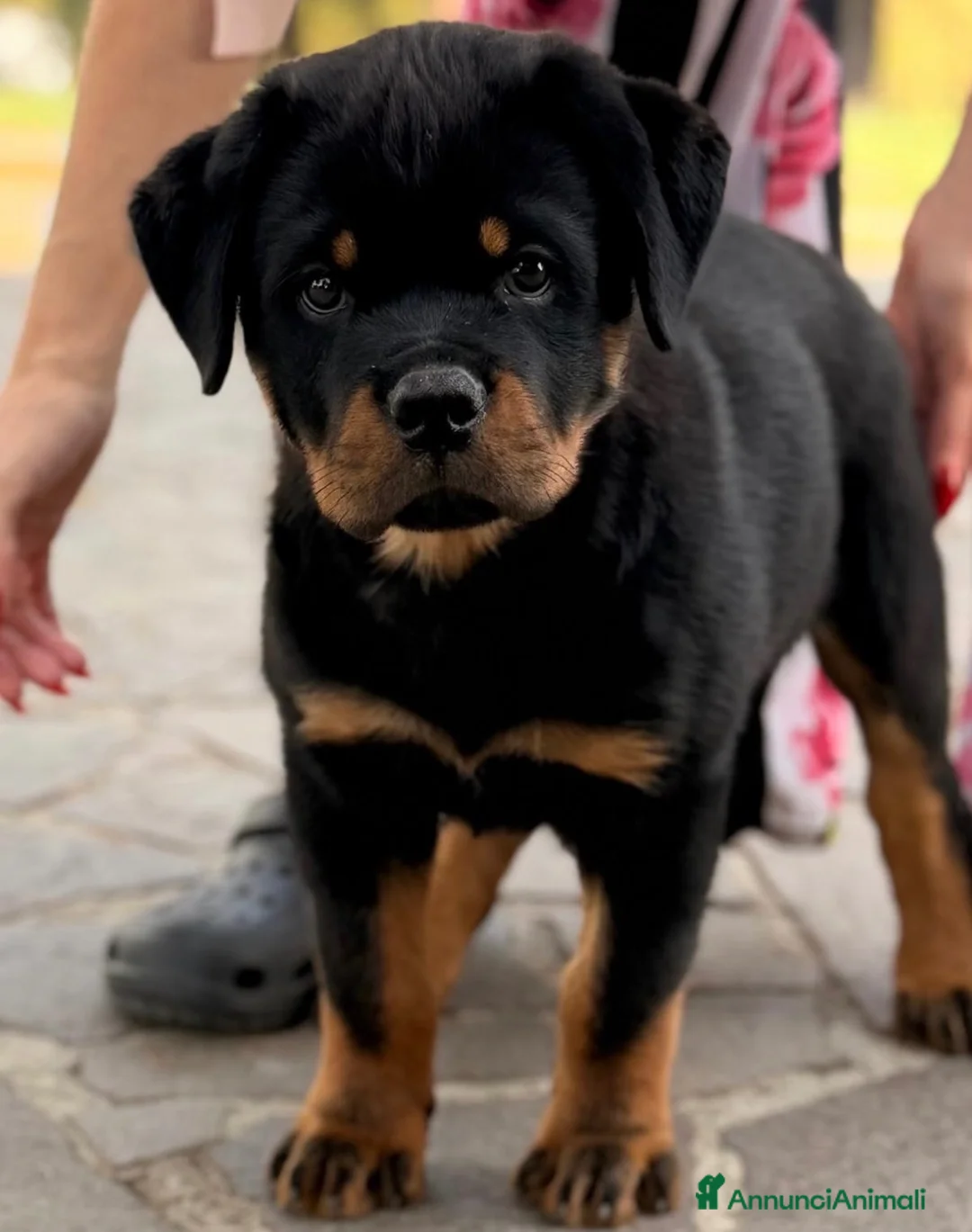 Rottweiler cani in vendita: Rottweiler linea serba pagamento rateale  - Annuncio 8