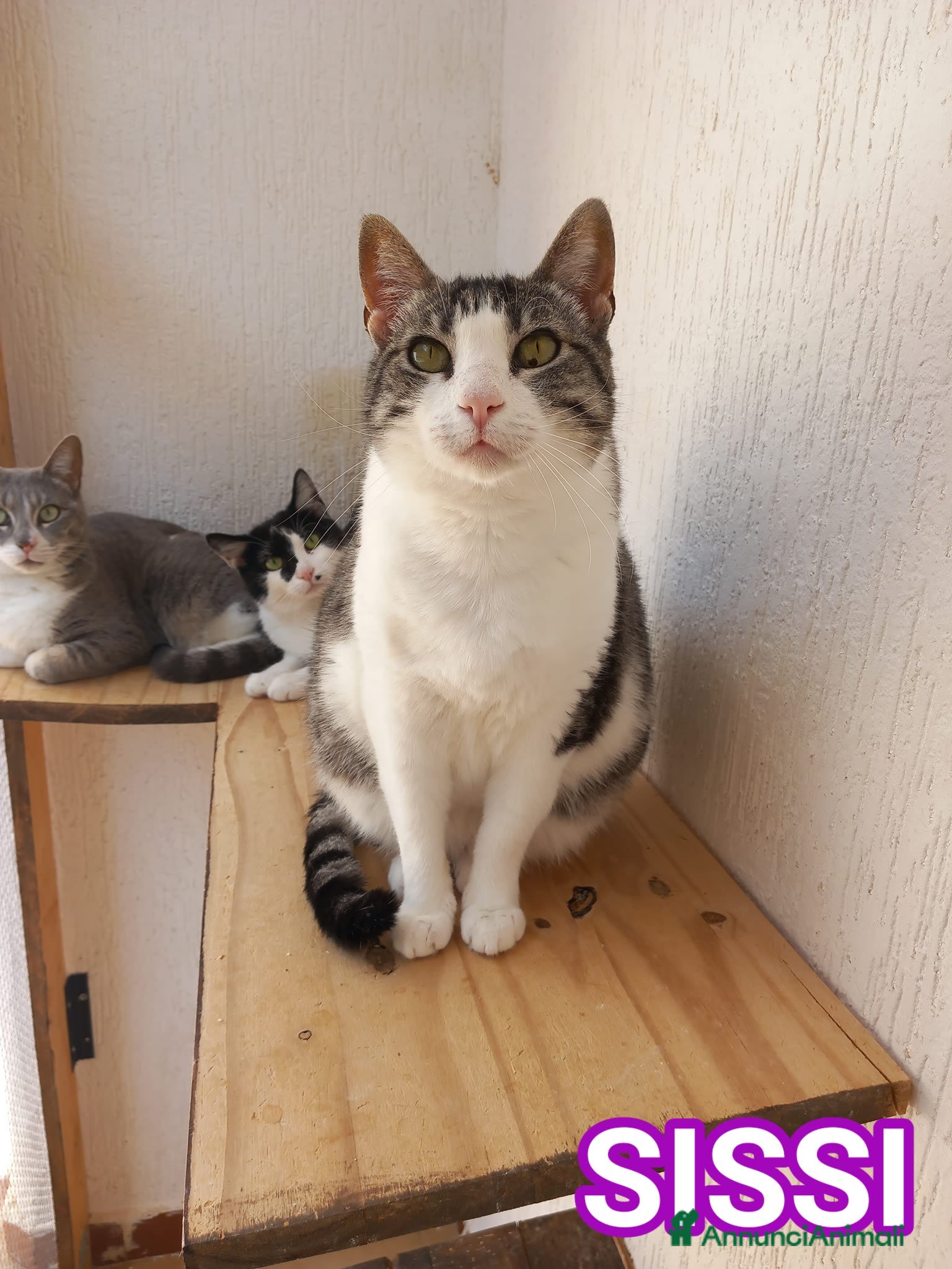 Europeo gatti Tenera micia in adozione, SISSI! - Annuncio 13