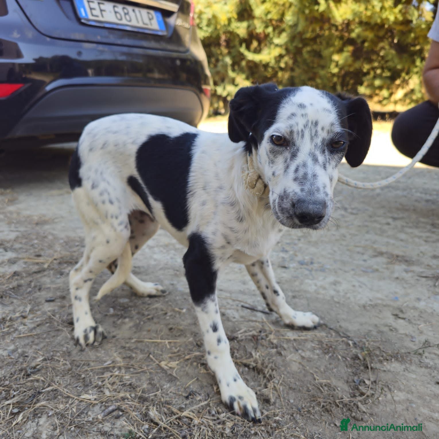 Meticcio cani BEATRICE, IRENE E SUSY, - Annuncio 36
