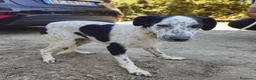 Meticcio cani in regalo: BEATRICE, IRENE E SUSY, - Annuncio 1