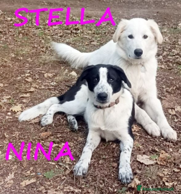Meticcio cani Meravigliose NINA e STELLA - Annuncio 1