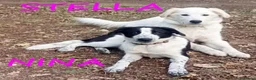 Meticcio cani in regalo: Meravigliose NINA e STELLA a Provincia di Parma - Annuncio 1