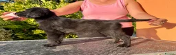 Flat Coated cani in vendita: Flat Coated Retriever cuccioli - Annuncio 3