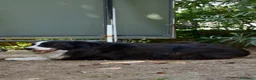 Border Collie cani per accoppiamento: Border Collie maschio con pedigree ENCI per monta a Provincia di Perugia - Annuncio 7