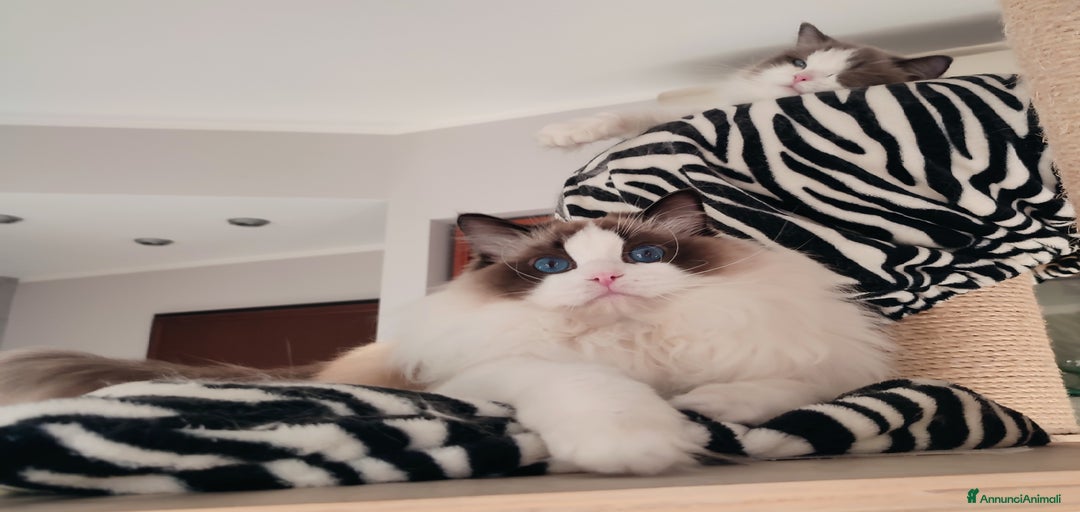 Immagine della galleria {{count}}