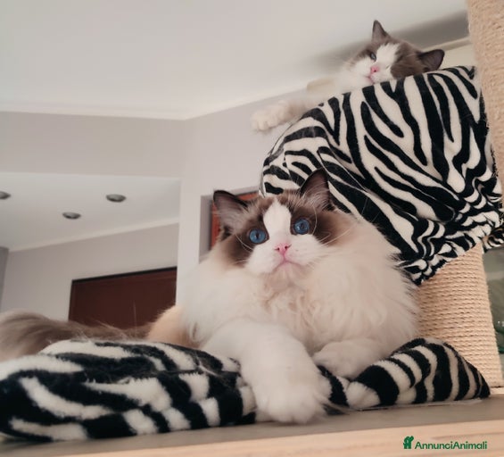 Immagine della galleria {{count}}