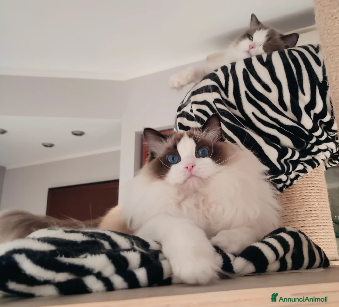 Immagine della galleria {{count}}