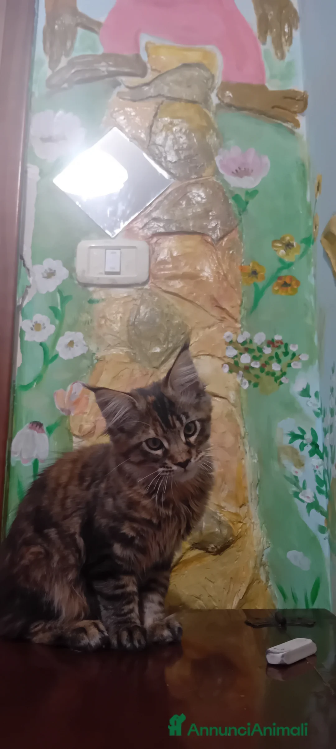 Maine Coon gatti in vendita: Maine coon americana XXL a Città metropolitana di Roma Capitale - Annuncio 2