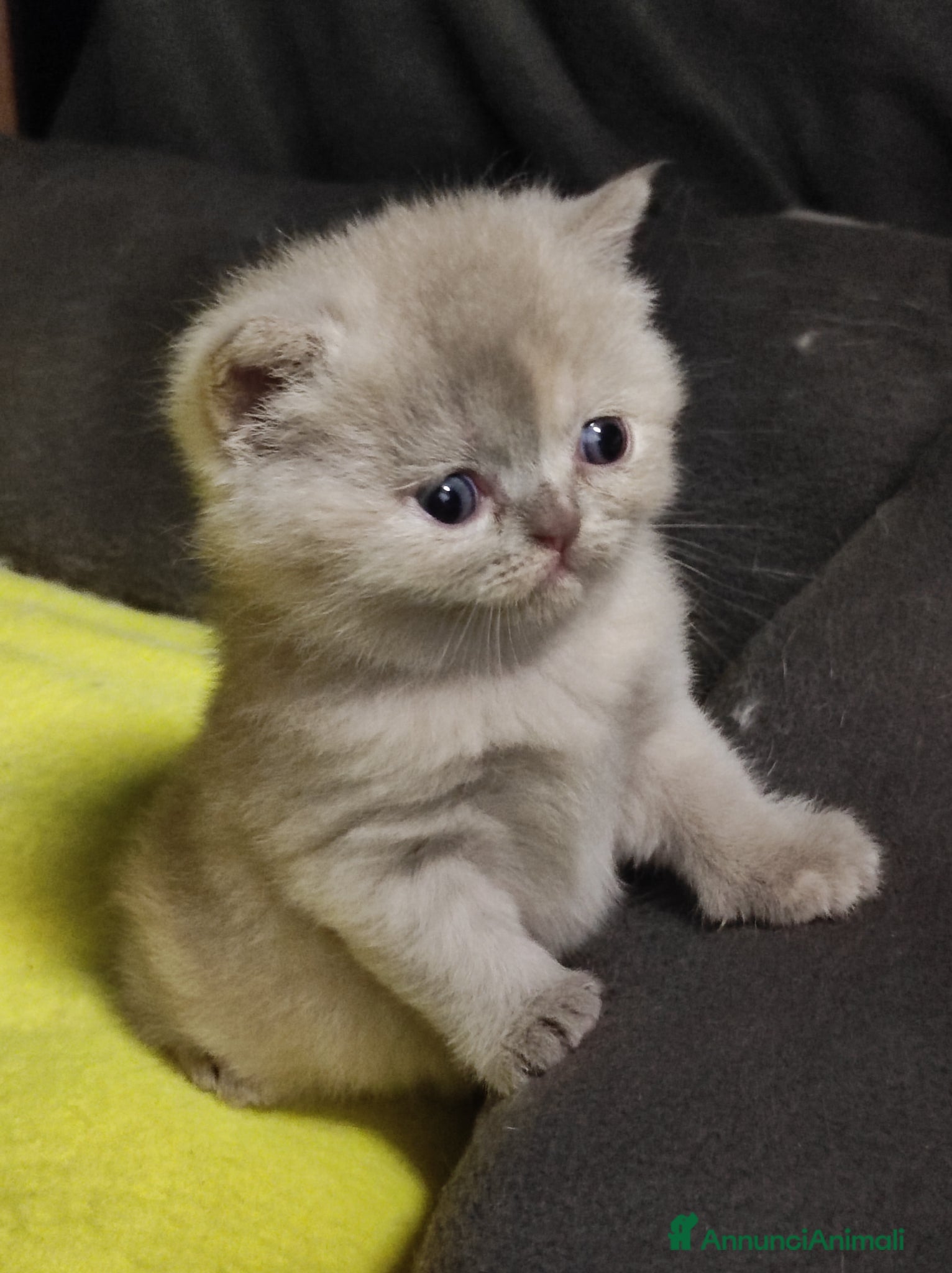 British gatti British shorthair  - Annuncio 6