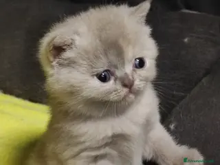British gatti British shorthair - Annuncio 6