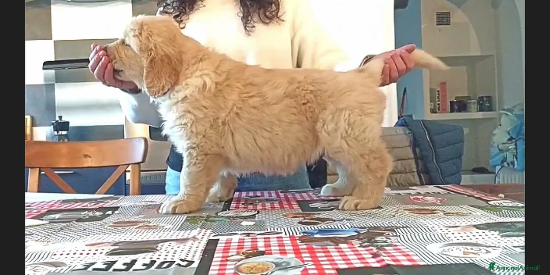 Immagine della galleria {{count}}