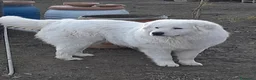Pastore Abbruzzese Maremmano cani in vendita: Disponibili cuccioli di pastore maremmanoabruzzese - Annuncio 3