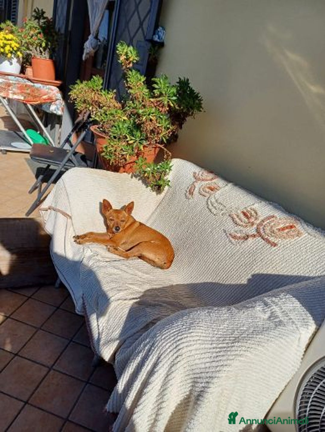 Meticcio cani in regalo: Mollica mini cagnolina di 4kg  - Annuncio 5