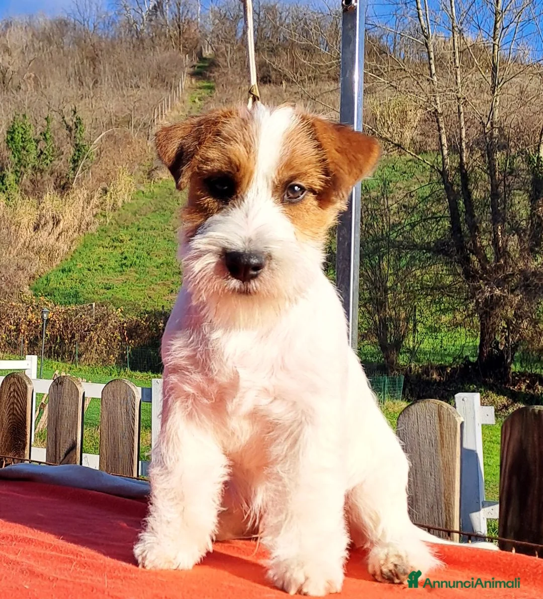 Jack Russell cani in vendita: Cucciol0 Jack ruvid0 - Annuncio 17
