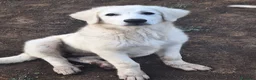 Pastore Abbruzzese Maremmano cani in vendita: 🐶 Cucciola femmina di Pastore Maremmano-Abruzzese - Annuncio 6