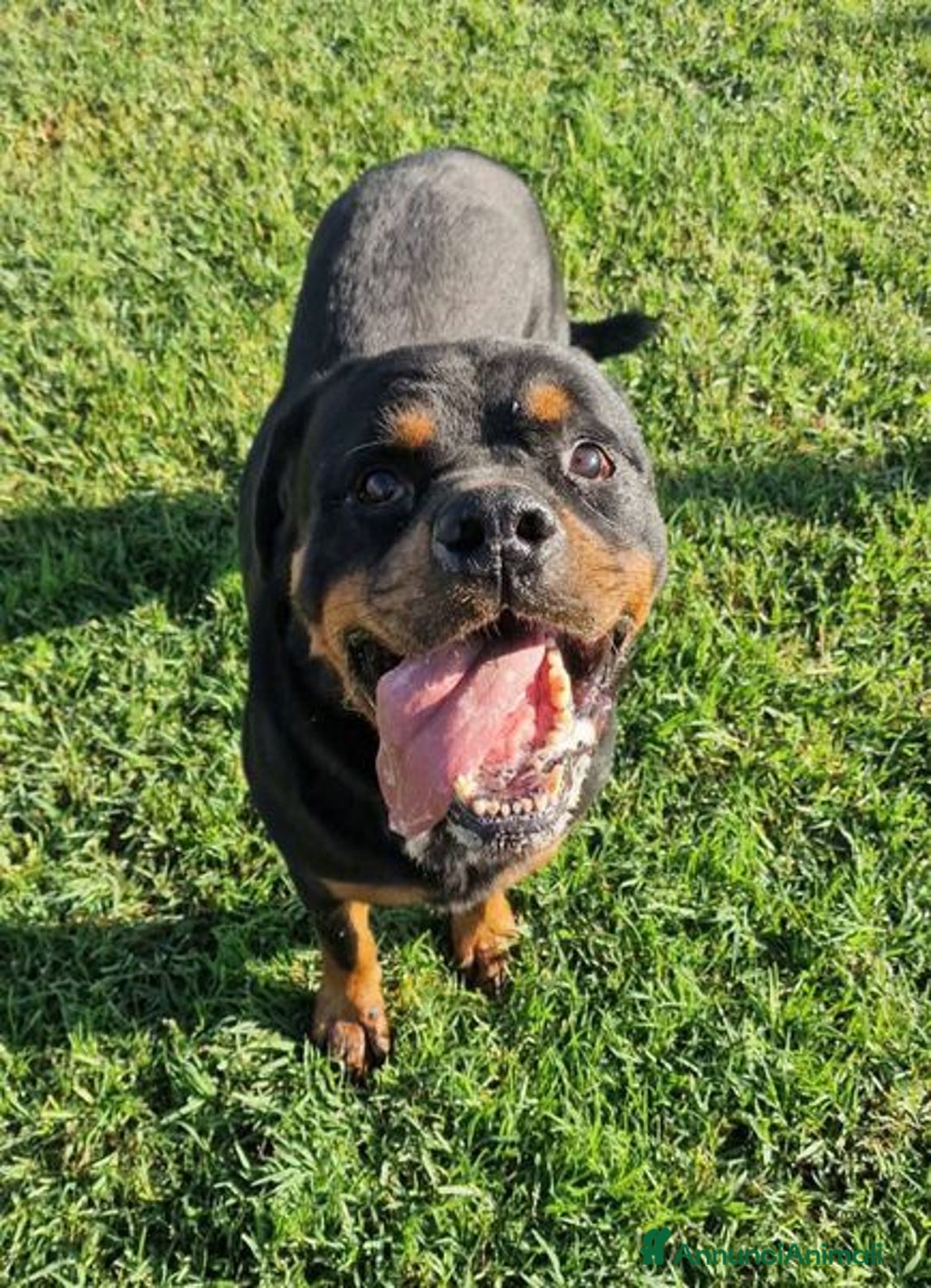 Rottweiler cani in regalo: Adozione del ❤️ per Aaron - Annuncio 3