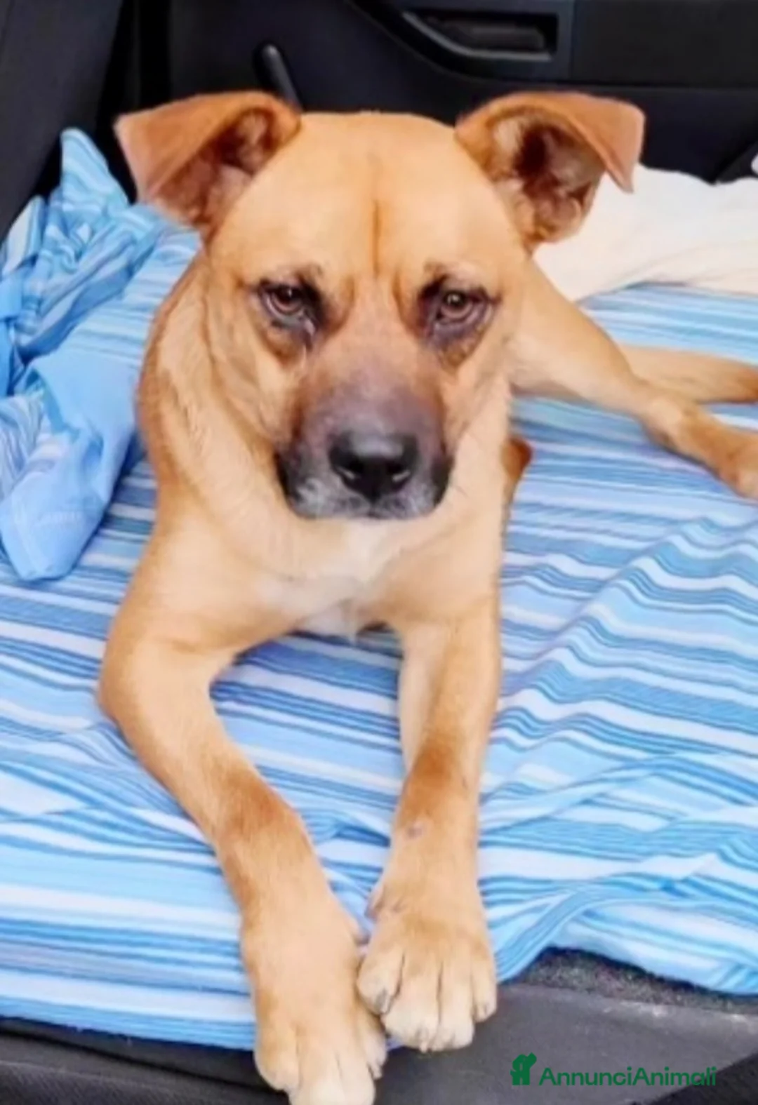 Meticcio cani in regalo: 1anno ADOZIONE DURATA 10GIORNI.TORNATO AL SUD a Città metropolitana di Milano - Annuncio 5