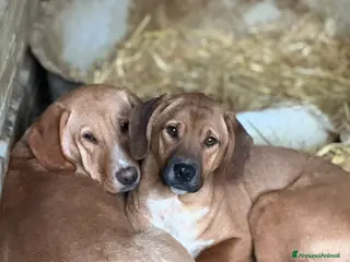 Meticcio cani TOM & TINO, buffissimi cuccioli orecchie lunghe! - Annuncio 28