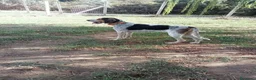 Meticcio cani in regalo: Max, mix bracco spinone!  - Annuncio 4