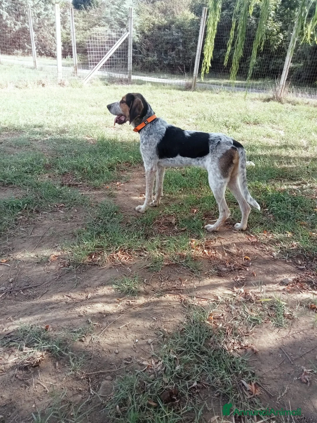 Meticcio cani in regalo: Max, mix bracco spinone!  - Annuncio 4