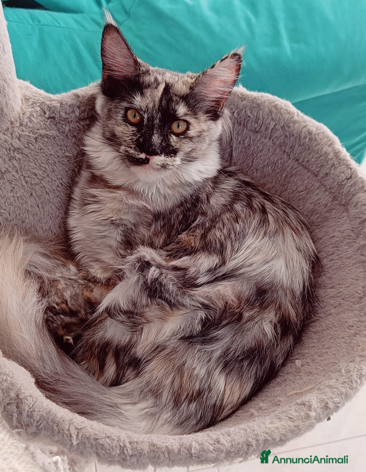 Maine Coon gatti Cucciola Maine Coon Pedigree ANFI - Annuncio 8