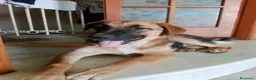 Meticcio cani in regalo: SARABY SIMIL PASTORINA  - Annuncio 5
