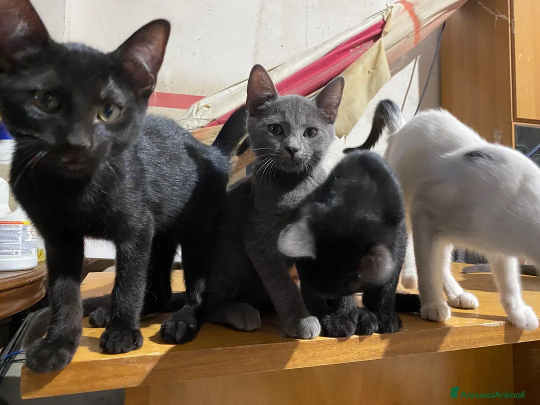 Europeo gatti in regalo: Meravigliosi gattini! a Provincia di Chieti - Annuncio 7