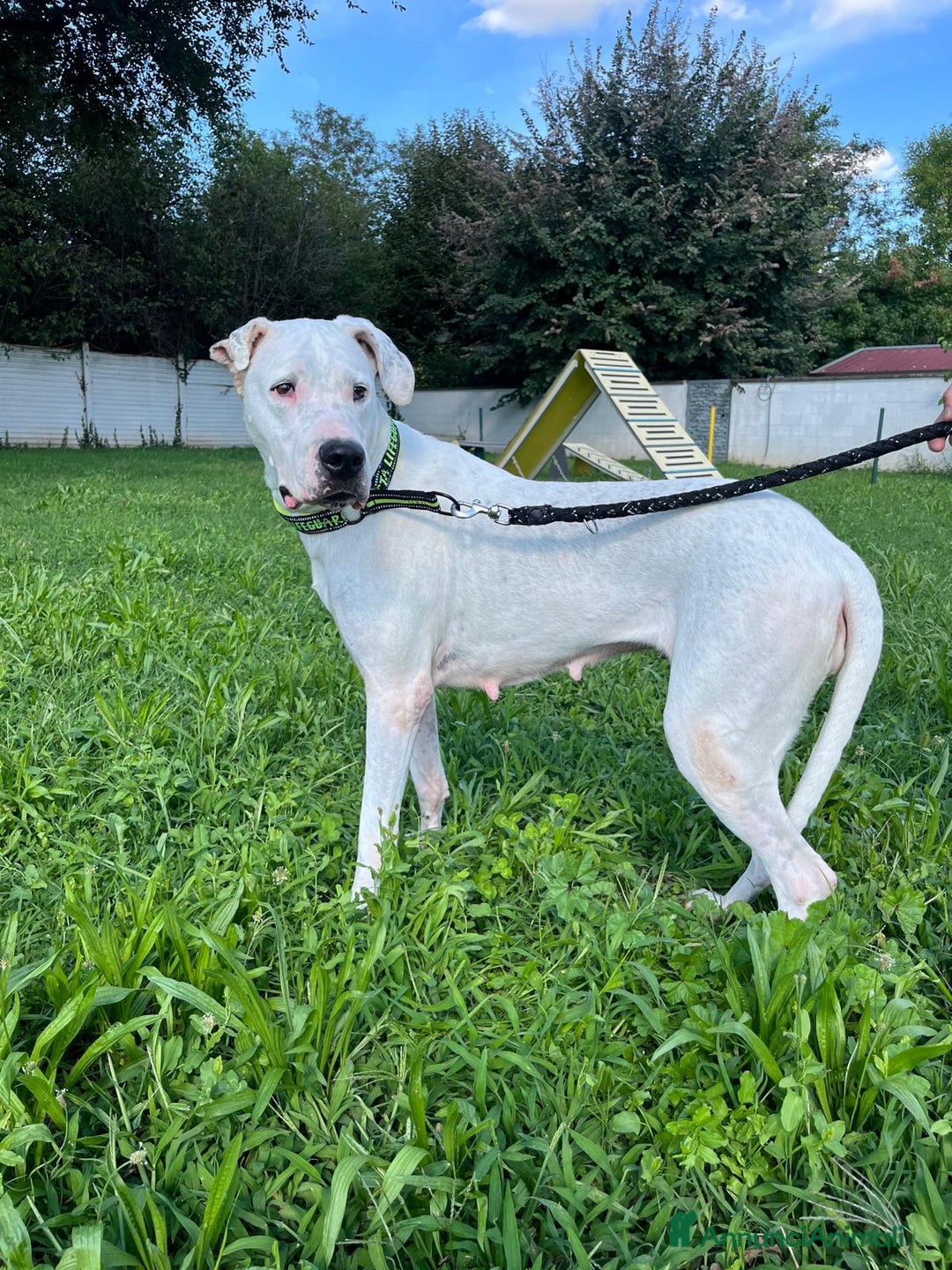 Affenpinscher cani in regalo: LOLA DOGO ARGENTINO - Annuncio 7