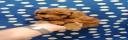 Barboncino Toy cani in vendita: Barbonicini Toy cuccioli - Annuncio 7
