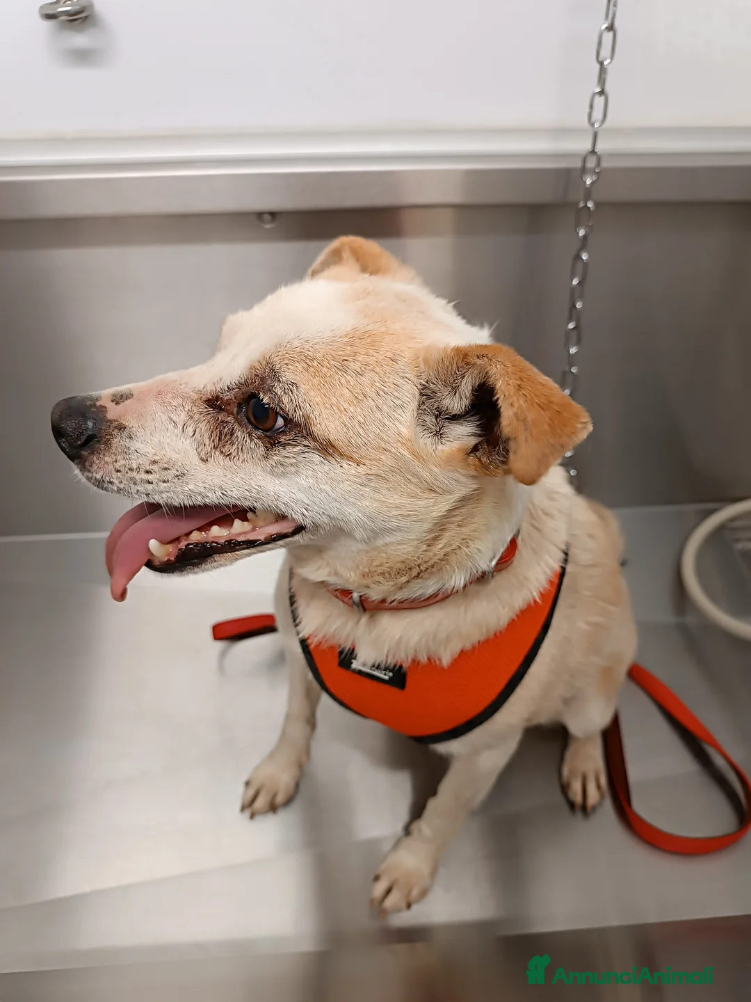 Meticcio cani in regalo: PANNA. adozione del cuore - Annuncio 7