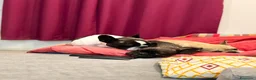 Bulldog Francese cani in vendita: Cuccioli di Bulldog Francese disponibili a Città metropolitana di Catania - Annuncio 6