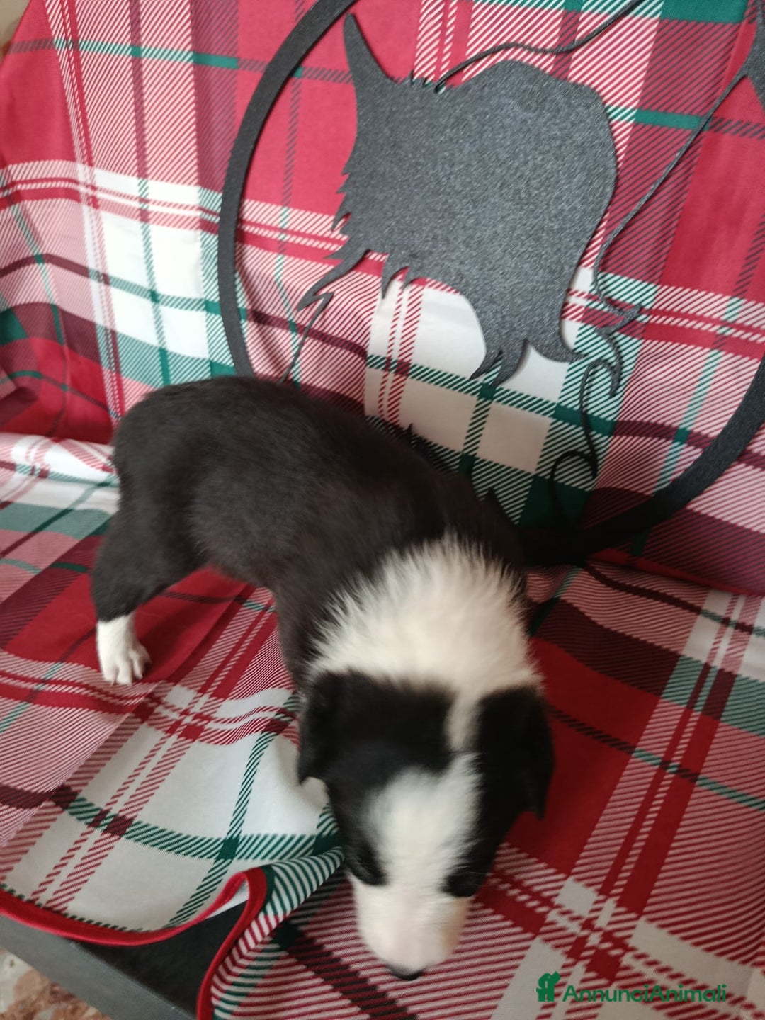 Border Collie cani in vendita: cuccioli border collie  - Annuncio 13