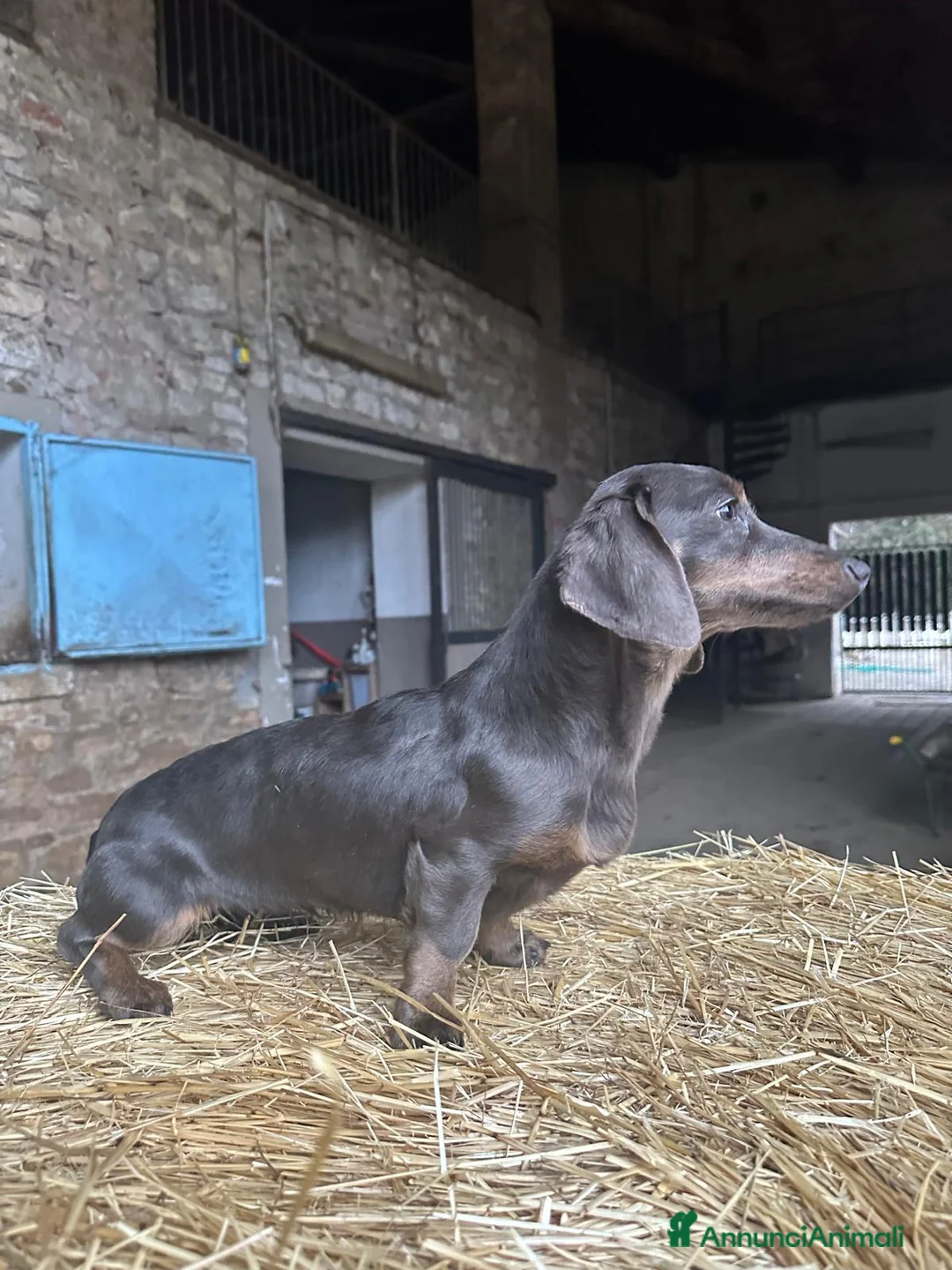 Bassotto cani in vendita: Bassotta in vendita - Annuncio 7