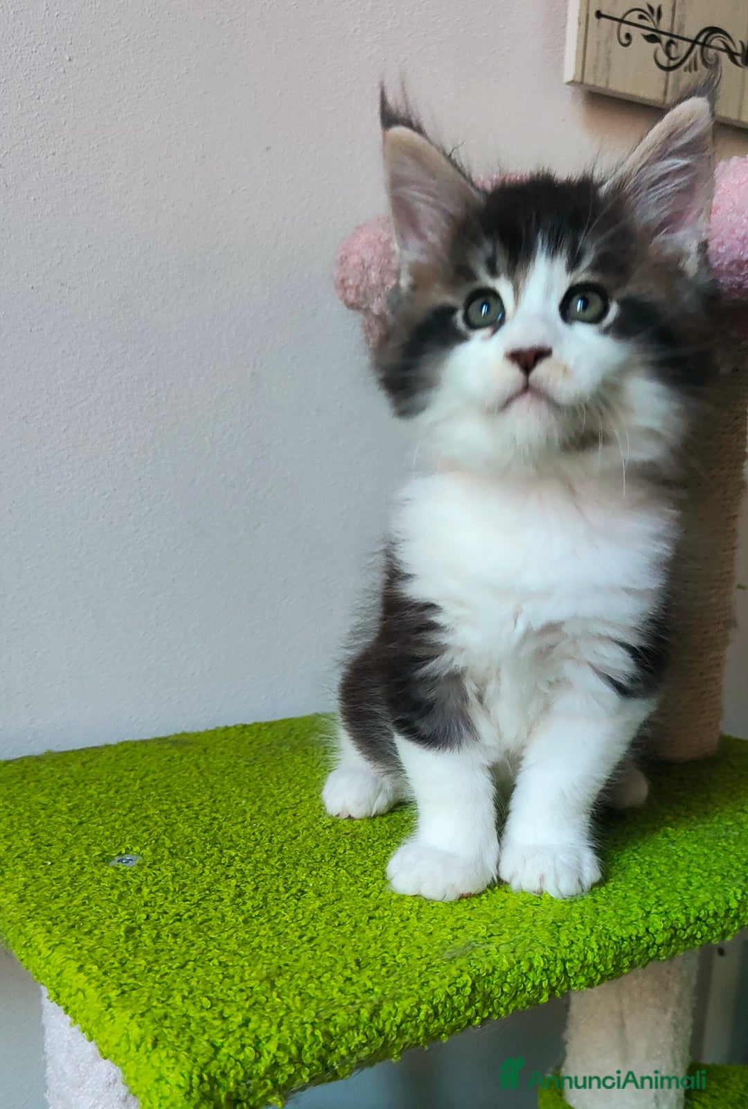 Maine Coon gatti in vendita: piccoli giganti Cattery - Annuncio 23