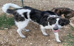 Meticcio cani in regalo: Gilberto 1 anno taglia grande a Provincia di Teramo - Immagine 6