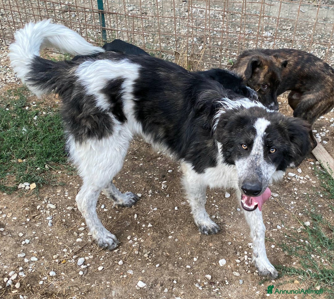 Meticcio cani in regalo: Gilberto 1 anno taglia grande a Provincia di Teramo - Immagine 6