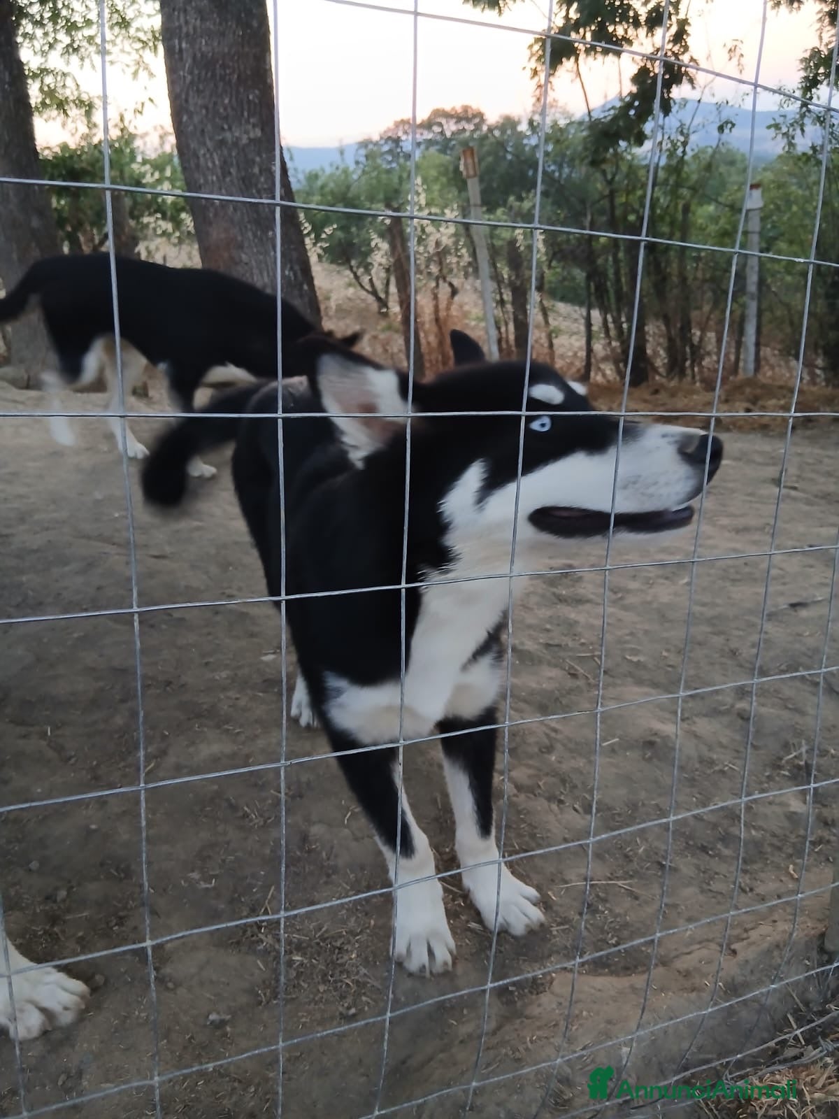 Husky cani cuccioli husky siberiano in buonissima salute  - Annuncio 27