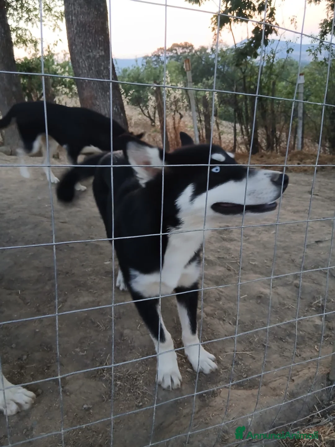 Husky cani in vendita: cuccioli husky siberiano in buonissima salute  - Annuncio 1
