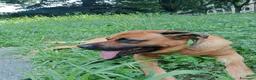Meticcio cani per accoppiamento: Maschio per accoppiamento  - Annuncio 5