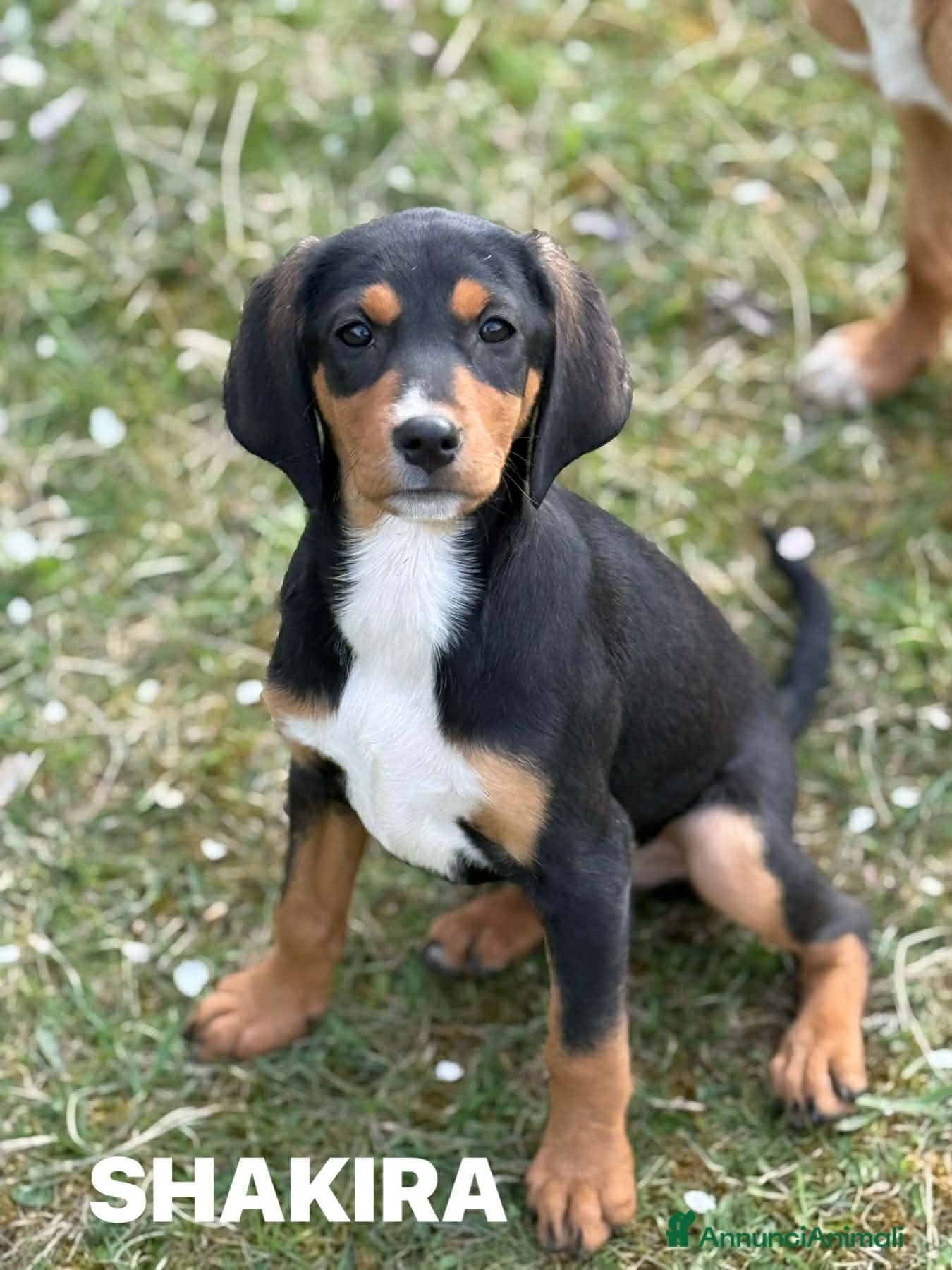 Meticcio cani 5 CUCCIOLI simpaticissimi e coccoloni in canile! - Annuncio 24