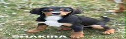 Meticcio cani in regalo: 5 CUCCIOLI simpaticissimi e coccoloni in canile! - Annuncio 1