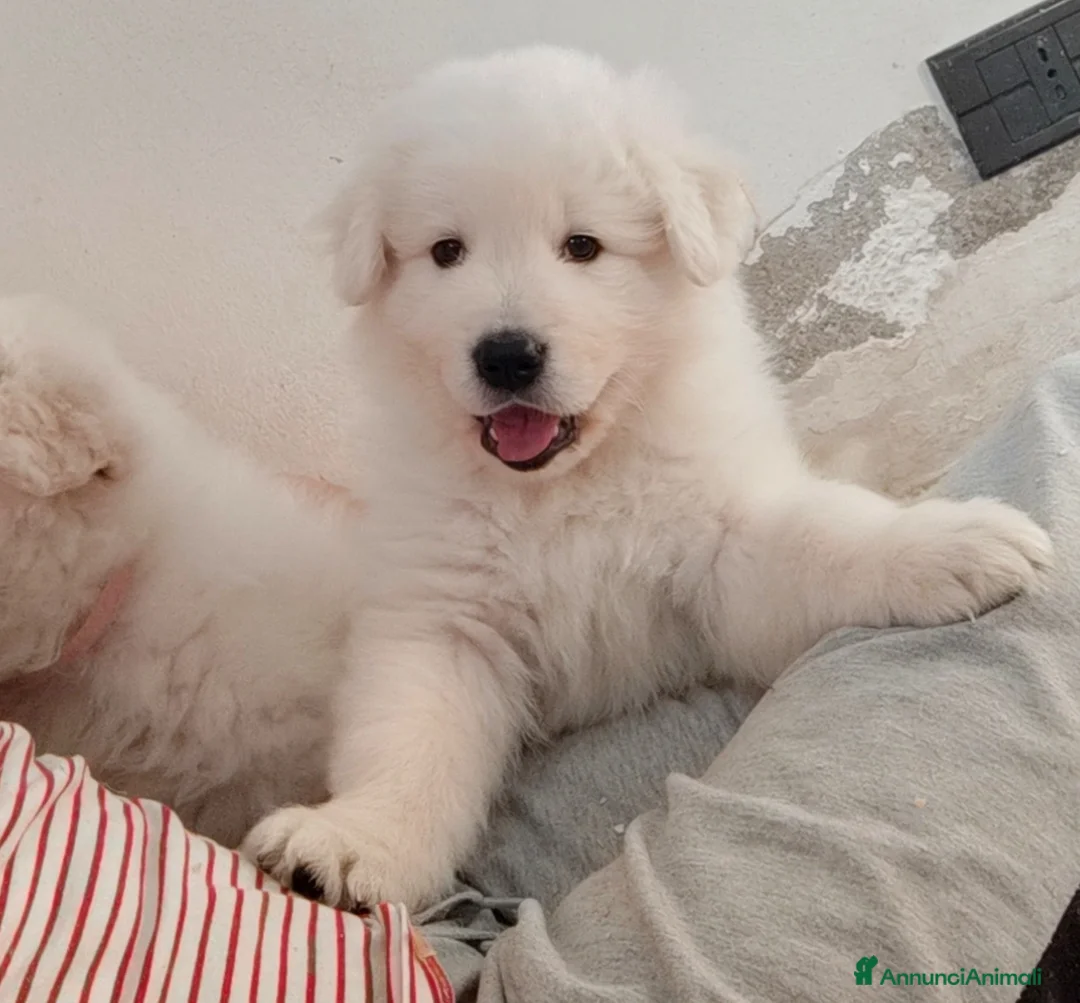 Pastore Abbruzzese Maremmano cani in vendita: Pastore Maremmano Abruzzese - Alta Genealogia - Annuncio 1