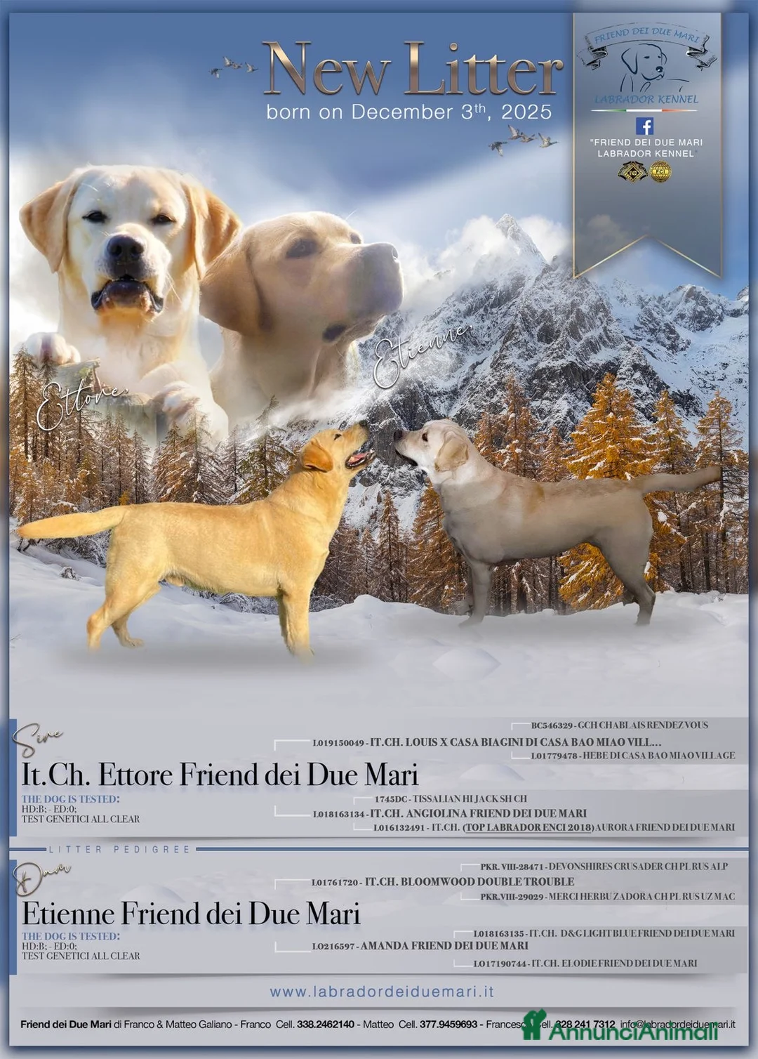 Labrador cani in vendita: Cuccioli di Labrador  - Annuncio 20