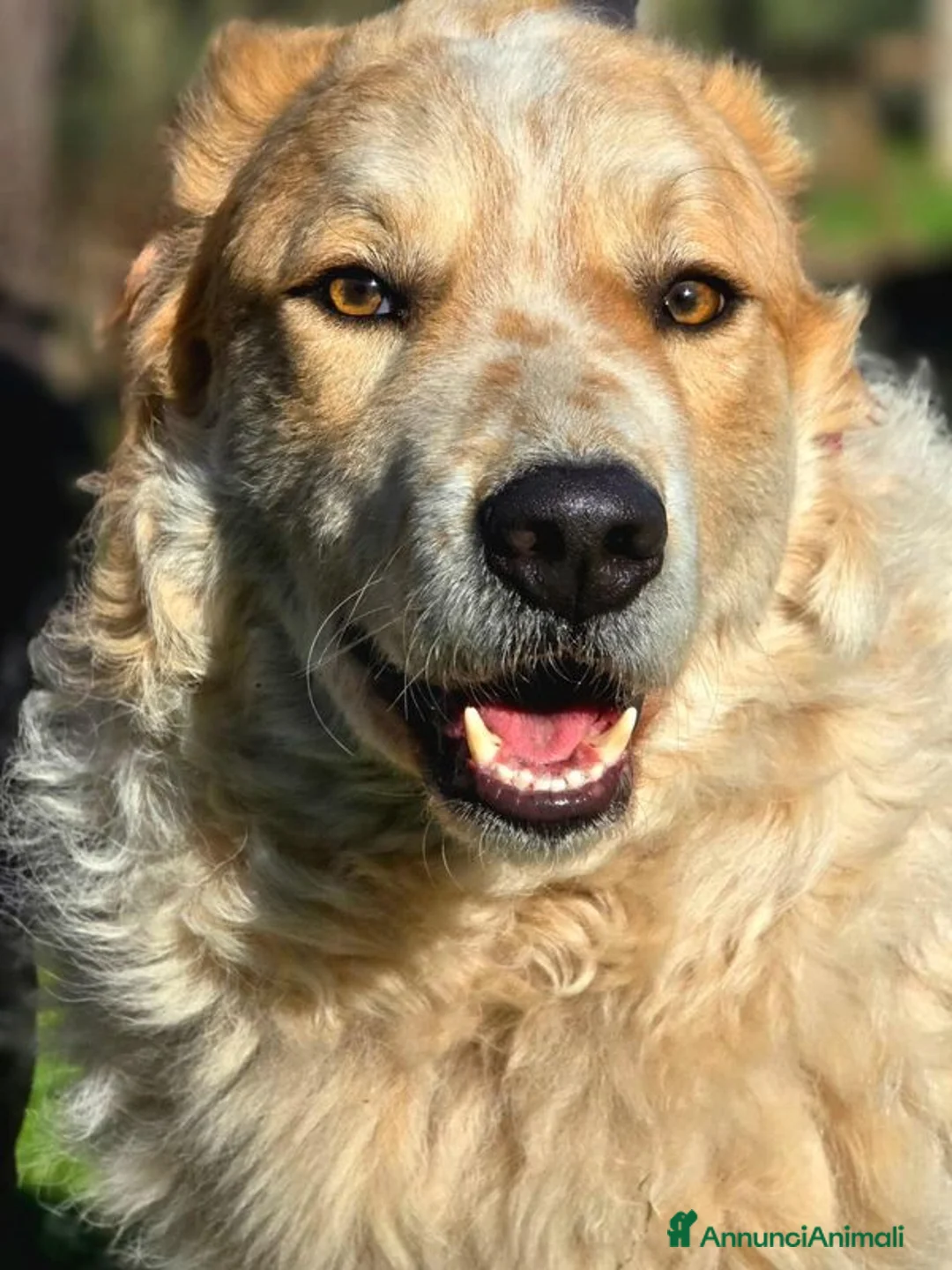 Meticcio cani in regalo: QUINCY HA BISOGNO DI UNA SVOLTA ALLA SUA VITA - Annuncio 1