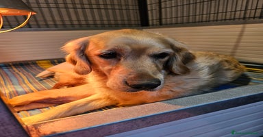 Golden Retriever cani CUCCIOLI GOLDEN RETRIEVER  - Annuncio 4