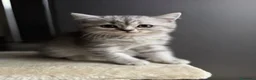 British gatti in vendita: gattini British & Scottish fold - Annuncio 17