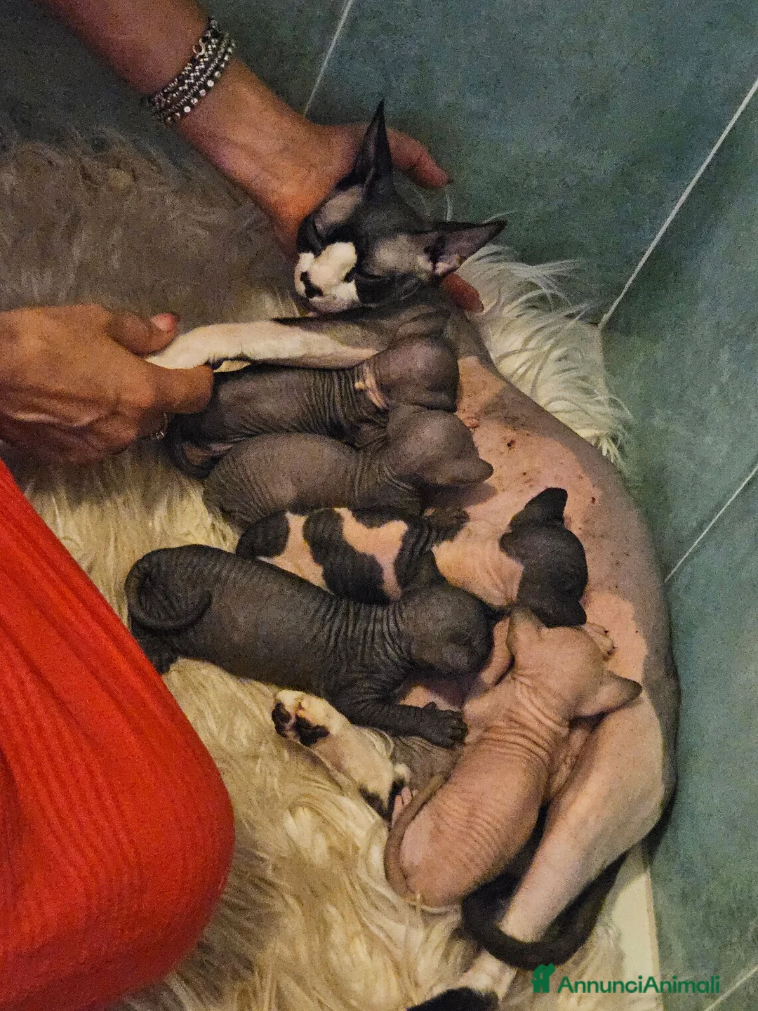 Sphynx gatti in vendita: Strepitosi Sphynx  - Annuncio 2
